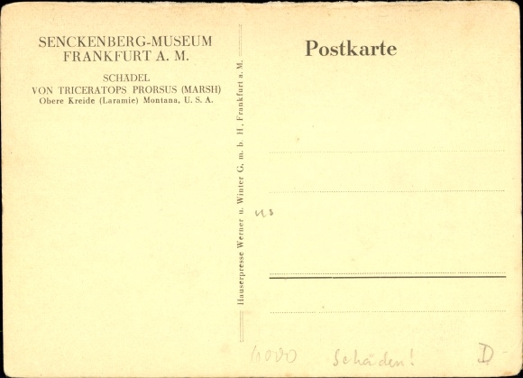 Postcard Frankfurt am Main, Senckenberg Museums, skull of Triceratops Prorsus