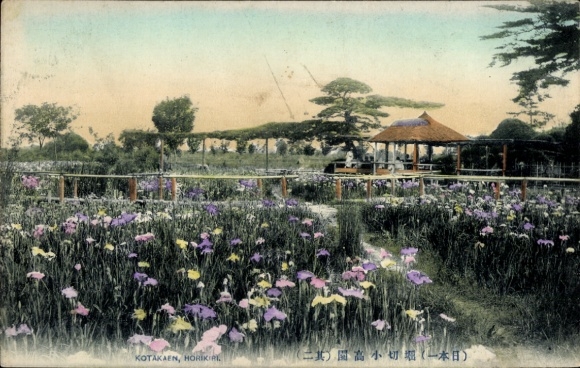 Postcard Japan, flower fields