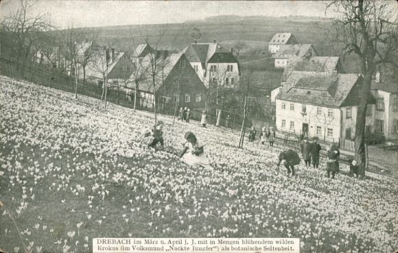 Postcard Drebach in the Ore Mountains Saxony, Blooming Crocuses
