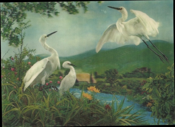 3-D Egrets, Three Egrets