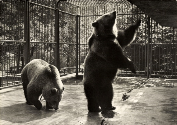 Ak Eberswalde in der Mark, Tierpark Eberswalde, Braunbären