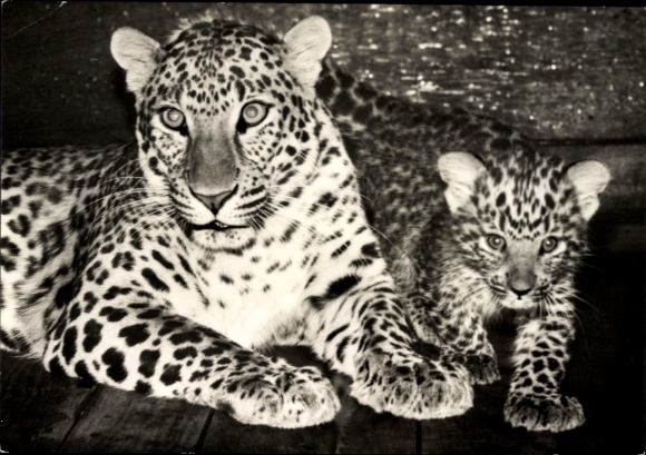 Picture of a Chinese leopard with cub, Leipzig Zoo
