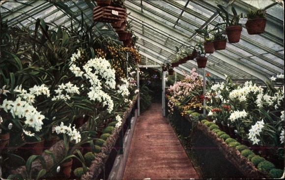 PC Frankfurt am Main, palm garden, blooming orchids