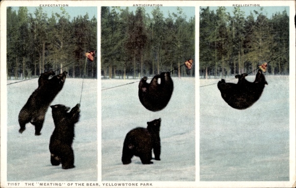 Ak Wyoming VS, Yellowstone National Park, Meating of the Bear