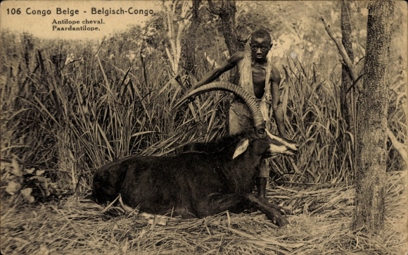 Postal stationery Postcard Belgian Congo Democratic Republic of Congo Zaire, Roan antelope