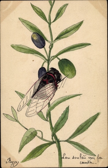 Postcard fly on an olive branch