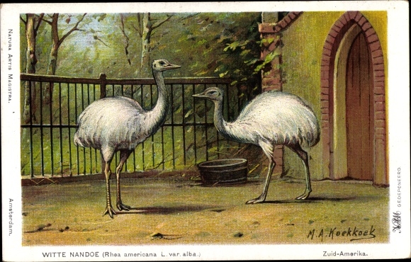 Artist Postcard Koekkoek, MA, White Rhea, Rhea americana
