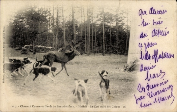 CPA Fontainebleau Seine et Marne, Chasse à courre en Forêt, Le Cerf suivi des Chiens