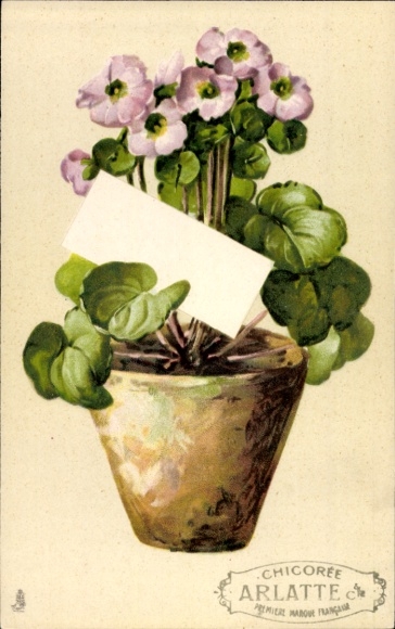 Postcard flowers in a flowerpot, advertising, chicory Arlatte