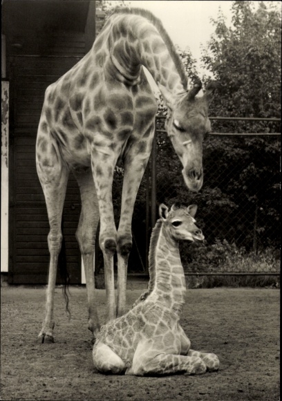 Postcard Berlin Lichtenberg Friedrichsfelde, Tierpark Berlin, Giraffe with calf