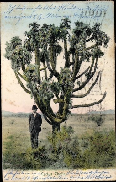 Postcard USA, Cactus Cholla, Kaktus