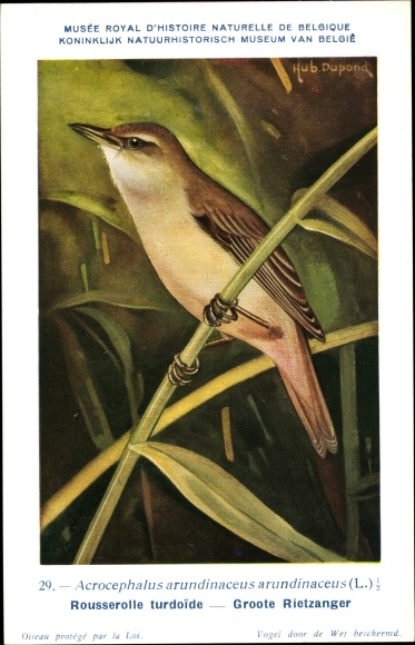 Artist PC Dupond, Hub., Acrocephalus arundinaceus, Grote Rietzanger