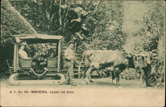 Postcard Insel Madeira Portugal, Oxcart