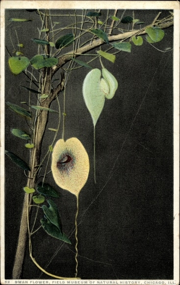 Postcard Swan Flowers, Field Museum of Natural History Chicago