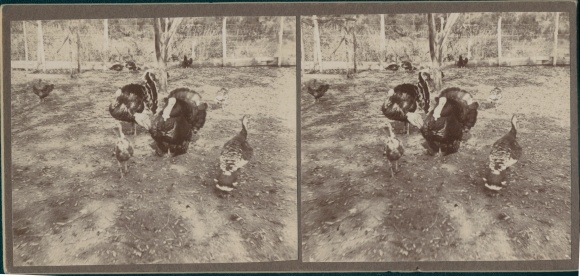 Stereo photo Cuba, around 1910, turkey, turkey, chicken