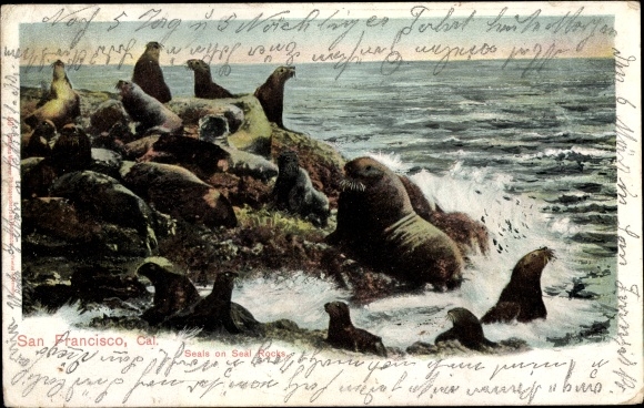 Ak San Francisco Kalifornien USA, Seals on Seal Rocks