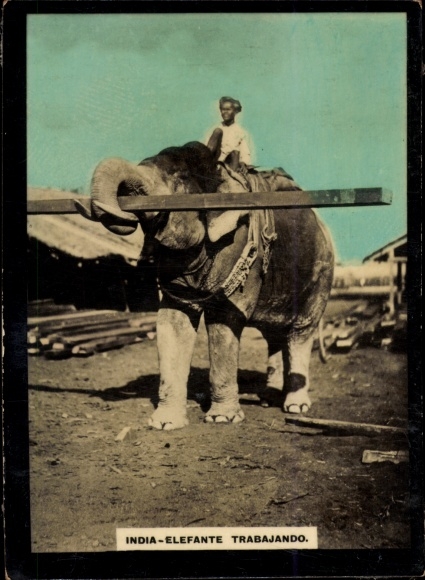 Indian Photo, Working Elephant, Arbeitselefant