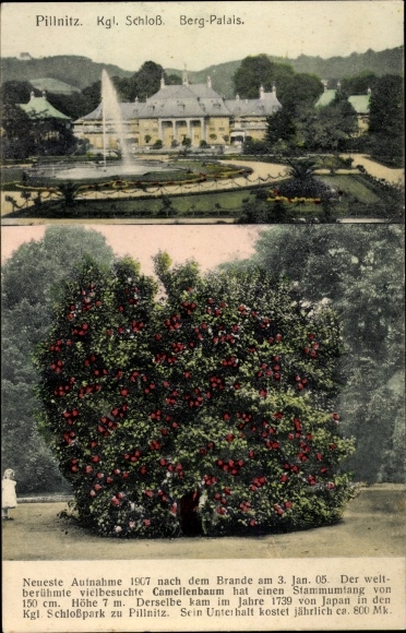 Postcard Dresden Pillnitz, Kgl. Castle, mountain palace, camellia tree