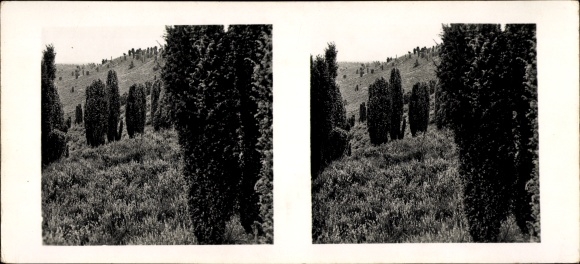 Stereo Raumbild Foto Schöne Heimat Nr. 6, Lüneburger Heide, Machangelbäume, Toter Grund