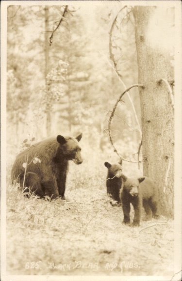 Photo Postcard forest party, black bears
