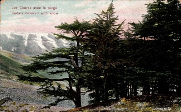 Ak Beirut Beyrouth Libanon, Cèdres mit Schnee, Berge im Hintergrund, farbenfrohe Darstellung