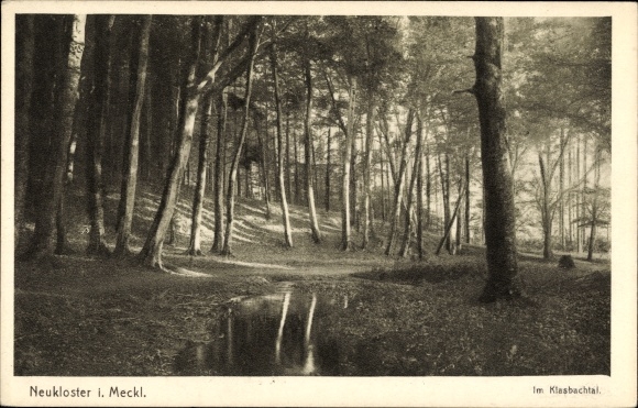 Postcard Neukloster in Mecklenburg, Klasbachtal, Waldpartie