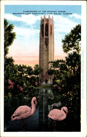 Postcard Lake Wales Florida USA, Flamingoes at the Singing Tower, Mountain Lake Sanctuary