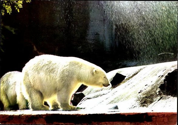 13 old PCs of various zoo animals, polar bears, pandas, foxes