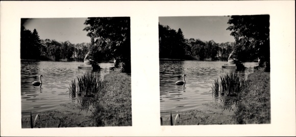 Stereo photo Schwetzingen in the Rhine Neckar district, castle park, swan