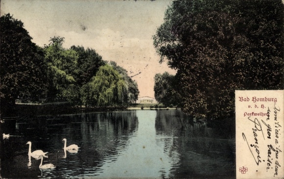 Ak Bad Homburg vor der Höhe Hessen, Schwäne im Wasser, Parklandschaft, Bad Homburg