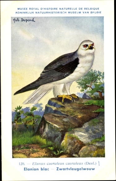 Artist Postcard Dupond, Hub., Elanus caeruleus, Gleitaar
