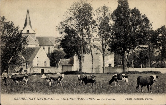 Ak Avernes Val d'Oise, Wiese mit Kühen, Wäldern und Gebäuden, Orphelinat National, ländliche Idyl