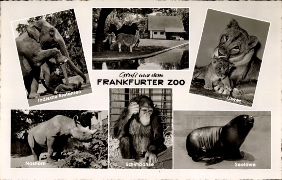 Ak Frankfurt am Main, Zoo, Indische Elefanten, Löwen, Nashorn, Schimpanse, Seelöwe