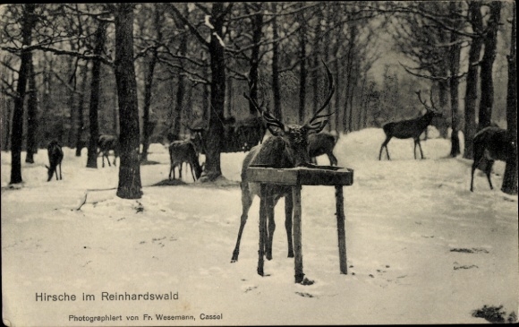 Postcard Holzhausen am Reinhardswald Immenhausen in Hesse, deer, winter