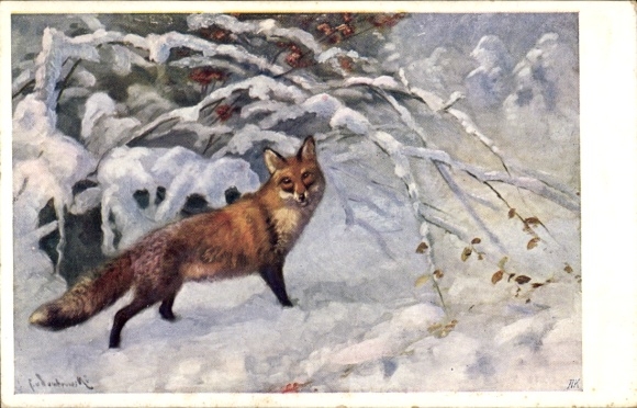 Postcard Altnaundorf Radebeul Saxony, fox in the snowy forest