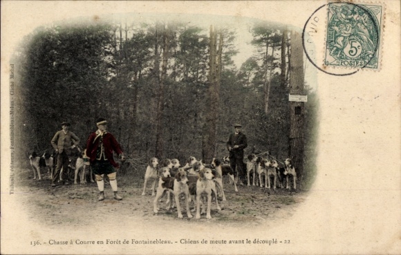 CPA Fontainebleau Seine et Marne, Chasse à Courre en Forêt, Chiens de meute avant le découplé