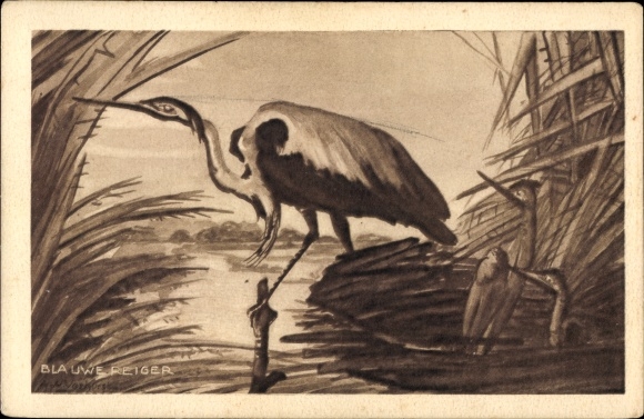 Postcard gray heron, nest, young animals, waters