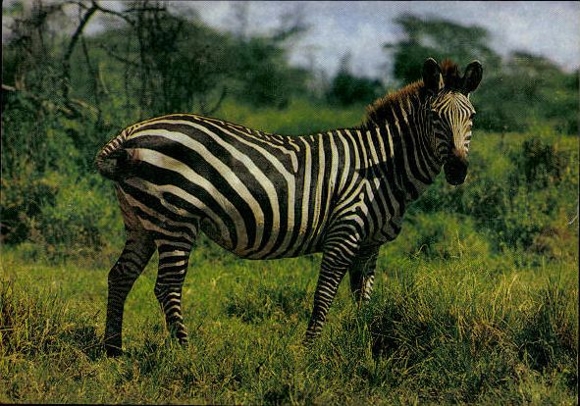 8 old PCs various zoo animals, wild animals, zebra, giraffe, donkey