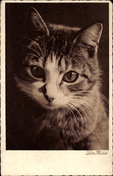 Ansichtkaart Lotte Herrlich, dierenportret, gestreepte kat