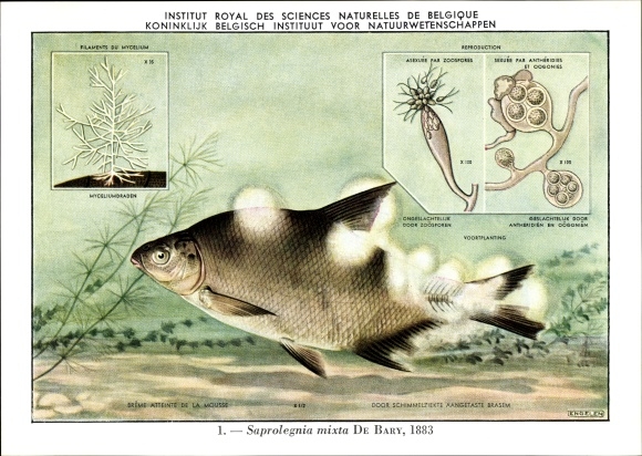 Artist Postcard Saprolegnia mixta, Fischkrankheit, Royal Institute of Natural Sciences of Belgium