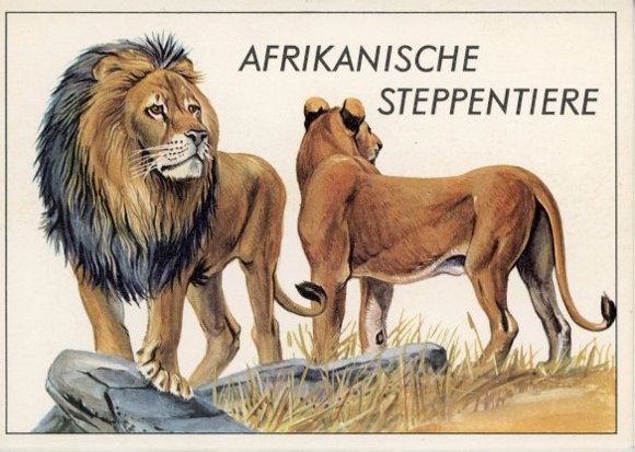 12 PCs in the envelope, African steppe animals, trading card series Bild und Heimat