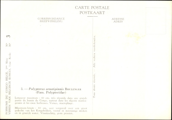 Artist Postcard Polypterus ornatipinnis, Flosselhecht, Institut Royal d. Natural Sciences of Belgium
