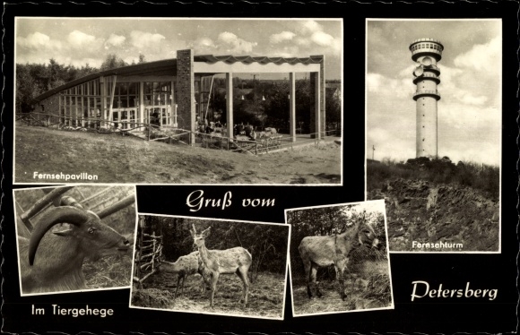 Ak Petersberg im Saalekreis, Fernsehturm, Fernsehpavillon, HOG Fernsehgaststätte, Tiergehege