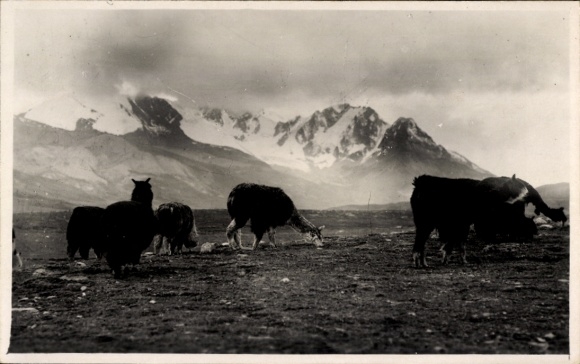 Photo Postcard Alpacas in the mountains