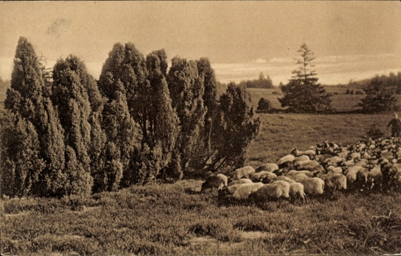 Ak Müden an der Örtze Faßberg Lüneburger Heide, Heidelandschaft mit Wacholderbüschen und Schaf...