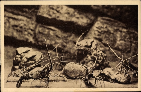 Postcard Monaco, Aquarium du Musee Oceanographique, Langoustes, Palinurus vulgaris