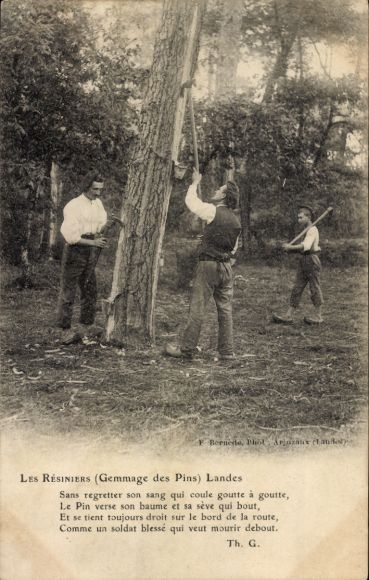 Postcard Les Resiniers, Gemmage des Pins