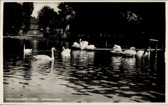 Postcard Mühlhausen Bad Elster Vogtland, swan pond, many swans, calm water surface, trees