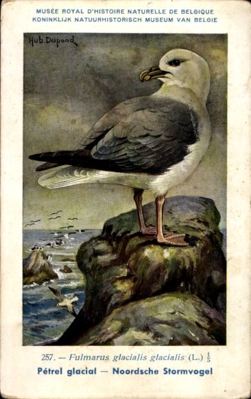 Artist PC Dupond, Hub., Fulmarus glacialis glacialis, fulmar