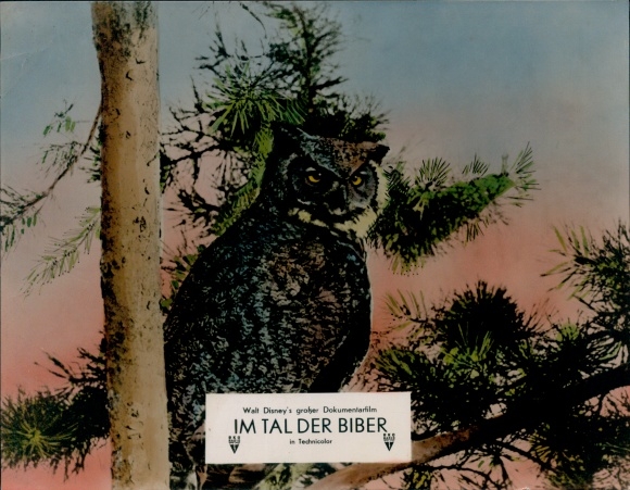 Photo Film In the Valley of the Beavers, Owl, Walt Disney, Film Scene